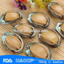 Frozen seafood exporter cooked abalone